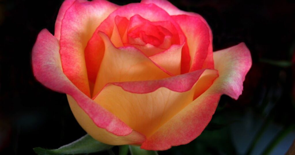 Flower Names with “Rose” in Them