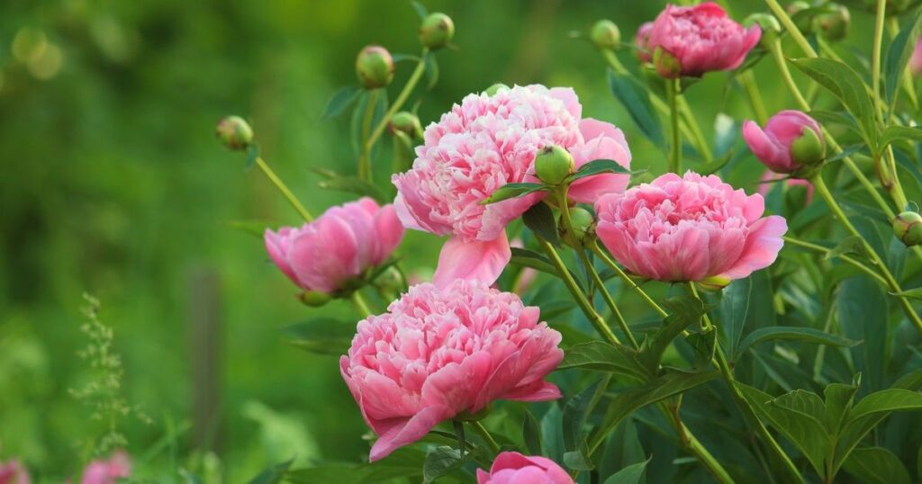Japanese Boy Names Meaning Flower