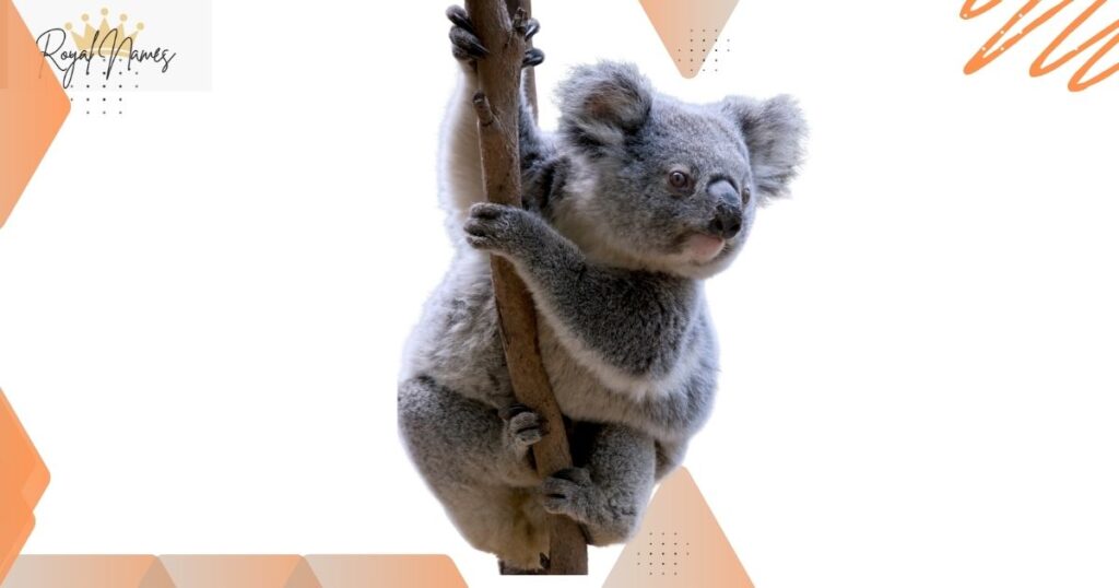 Koala Names For Girls