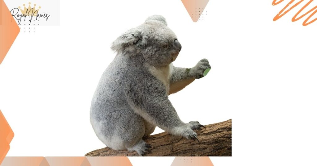 Koala Names For Males