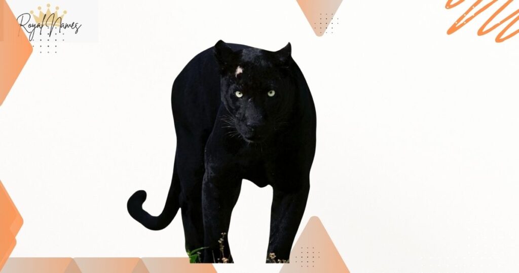 Male Panther Names