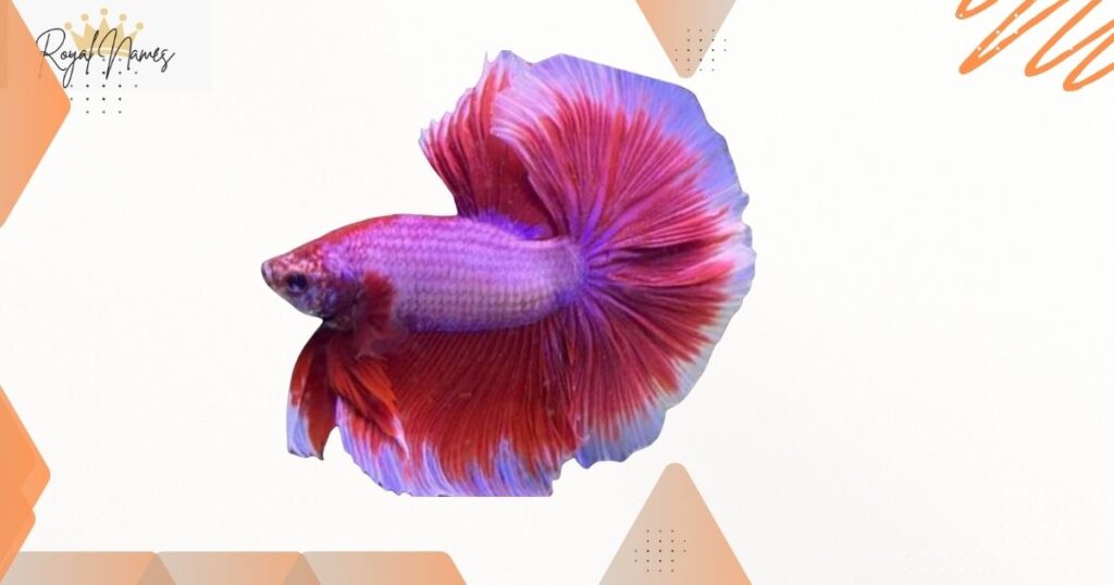 Male Pink Fish Names
