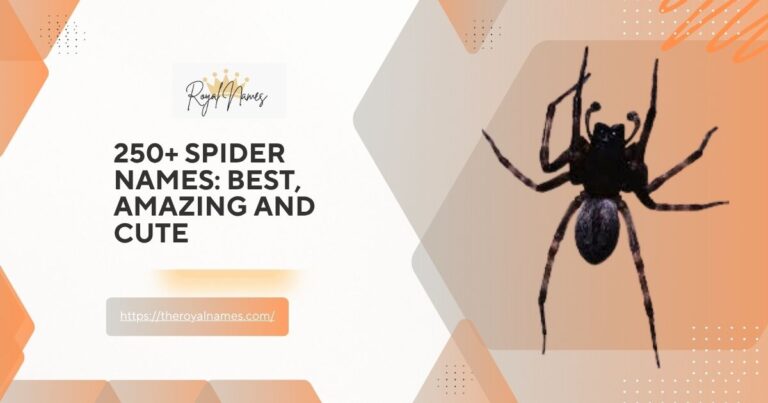 Spider Names