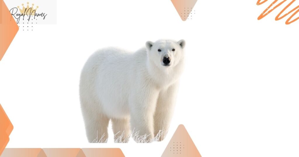 White Polar Bear Names
