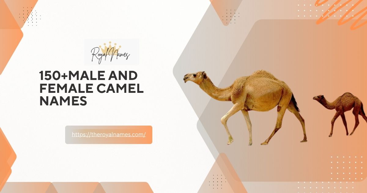 150+Male and Female Camel Names