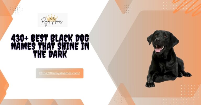 Black Dog Names