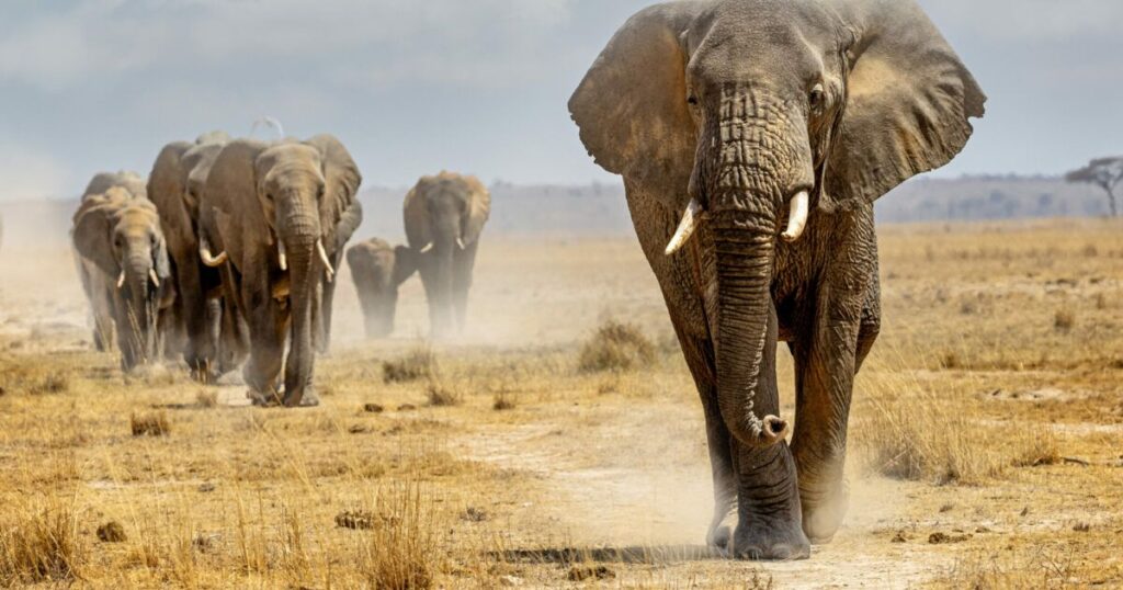 Cartoon Elephant Names