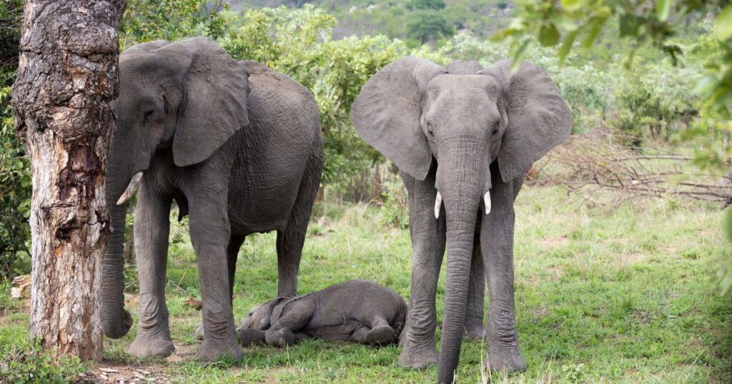 Cute Elephant Names