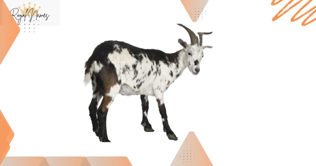 Doe Goat names Ideas