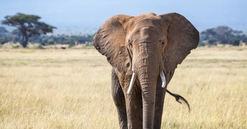 Female Elephant Names