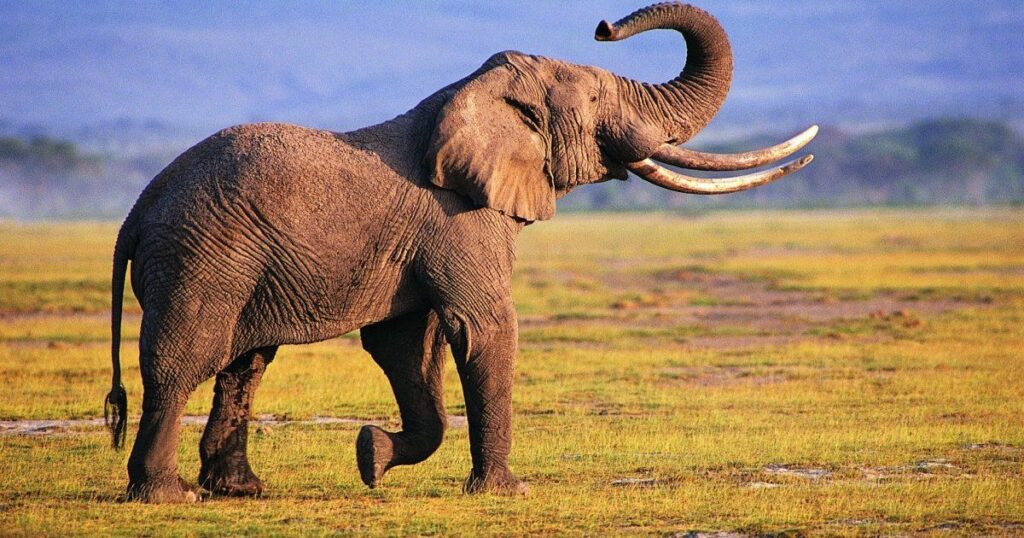 Funny Elephant Names