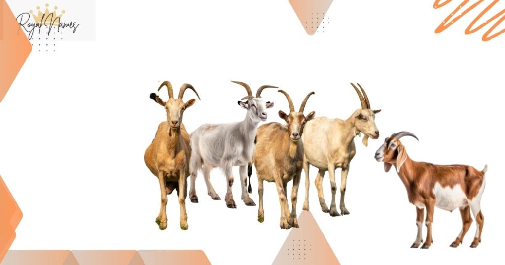 Goat names Ideas for specific colors or patterns