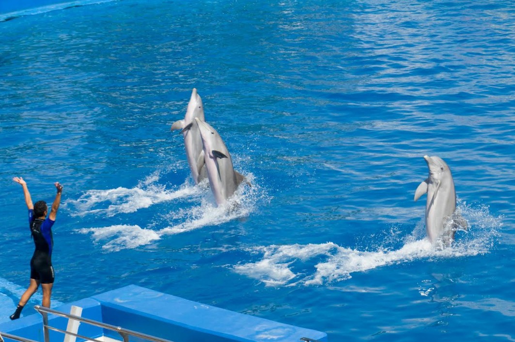 Why You Should Make a Dolphin Cruise Part of Your Beach Vacation